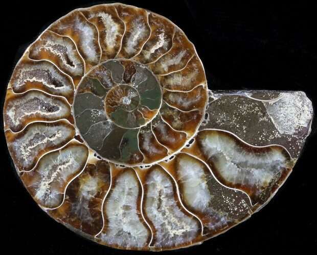 Agatized Ammonite Fossil (Half) #39627